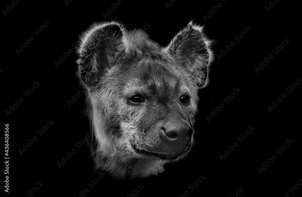 Fototapeta premium Crocuta crocuta - Spotted Hyena black and white