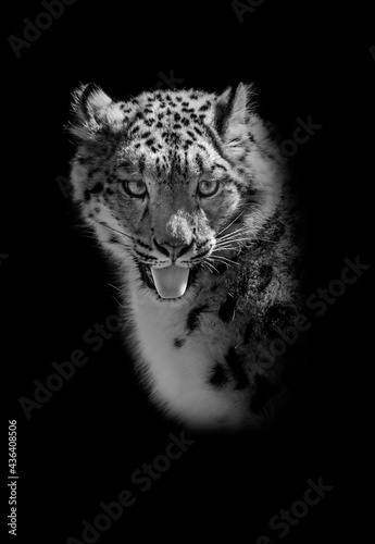 snow leopard - Irbis  Uncia uncia black and white