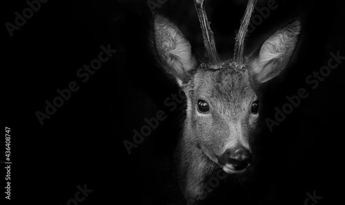 Obraz na płótnie Roe deer in forest - Capreolus capreolus close up