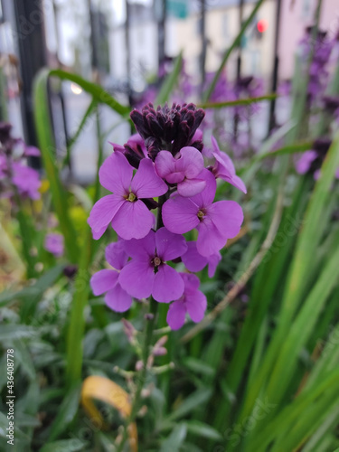 a bunch of Dame s Rocket flower or commonly known as damask-violet  dame s-violet  dames-wort  dame s gilliflower  ..