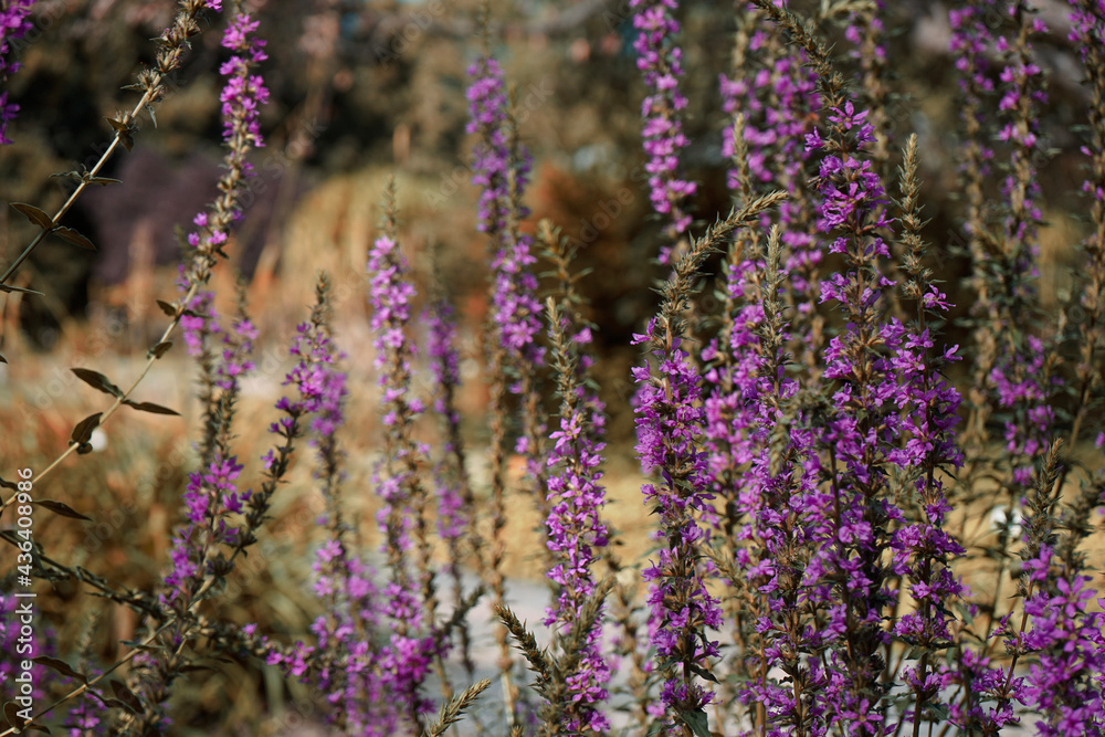 Fototapeta premium field of lavender