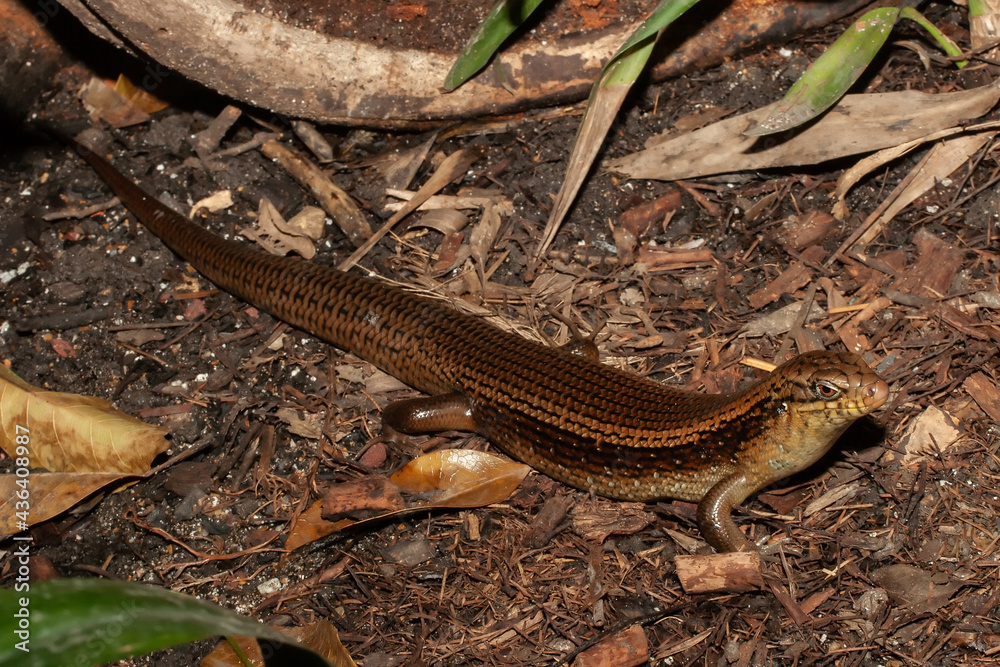 Close up of an Australian Major's Skink Close up of an Australian Major's Skink