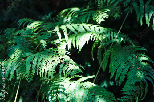 fern in the rain