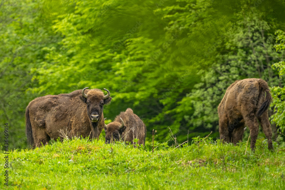 European Bison (Wisent) /Bison bonasus/ The Bieszczady Mts., Carpathians, Poland.