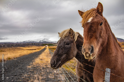 Icelandic horses © Martin
