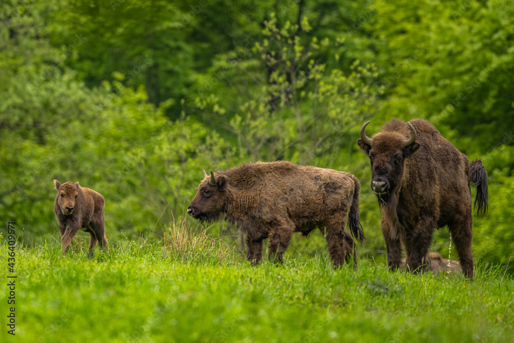 European Bison (Wisent) /Bison bonasus/ The Bieszczady Mts., Carpathians, Poland.
