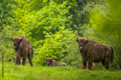 Fényképezés European Bison (Wisent) /Bison bonasus/ The Bieszczady Mts