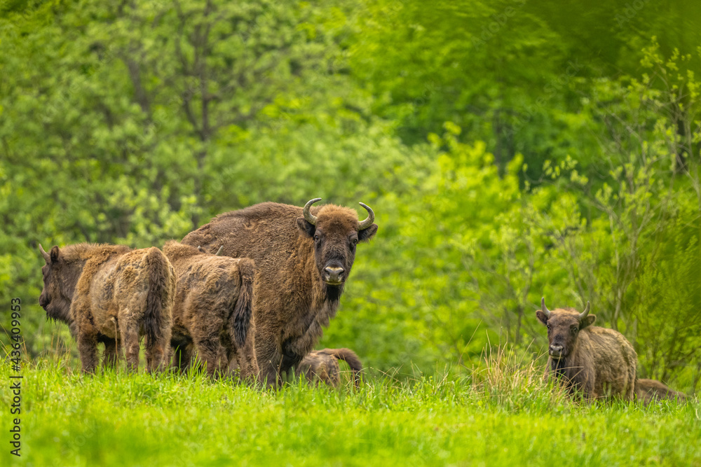 Fototapeta premium European Bison (Wisent) /Bison bonasus/ The Bieszczady Mts., Carpathians, Poland.