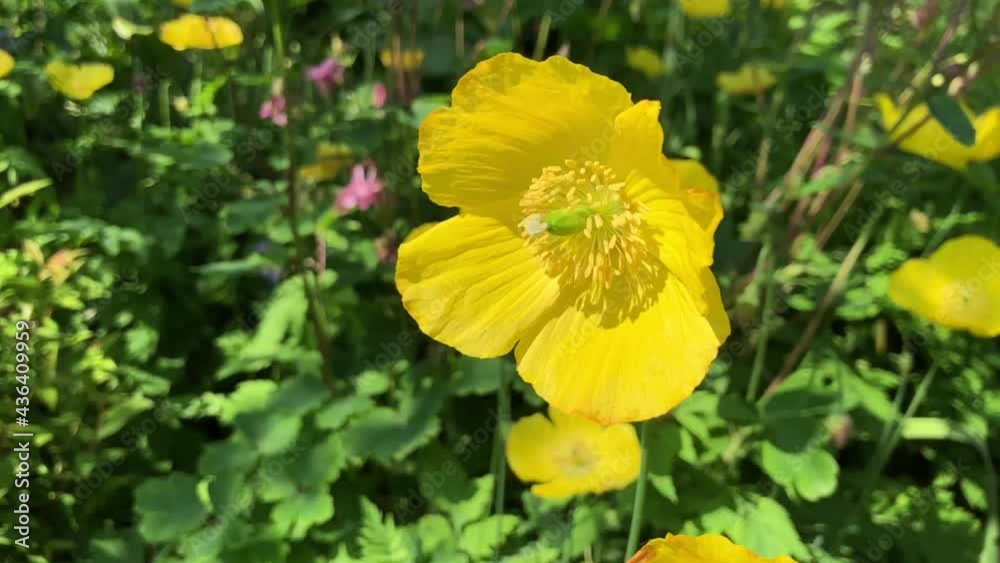 Slow motion of Welsh poppies moving gently in the wind in a garden in May, United Kingdom Slow motion of Welsh poppies moving gently in the wind in a garden in May, United Kingdom