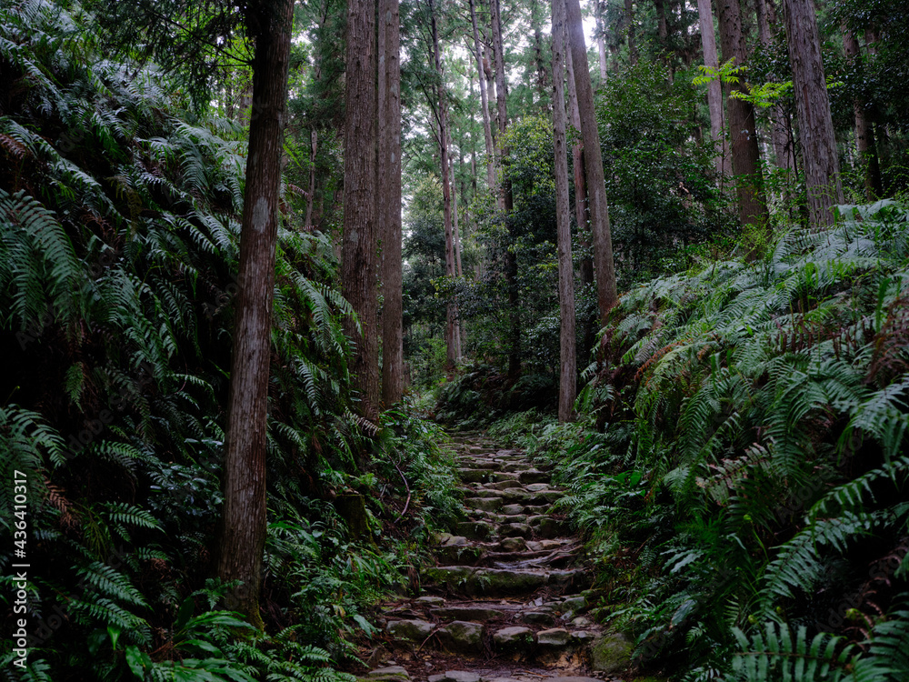 Fototapeta premium 熊野古道
