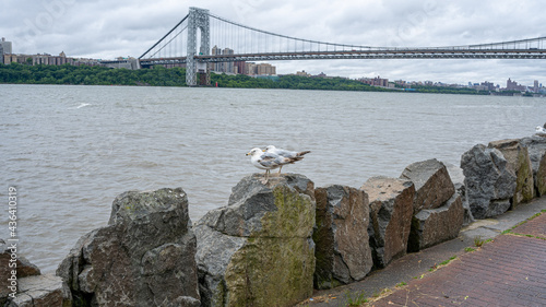 Two Gaviots and the George Washington Bridge photo