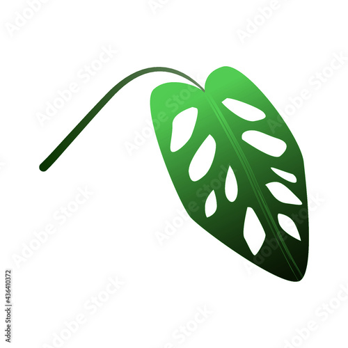 Monstera adansonii. Monstera Monkey Mask - Houseplant. Vector Illustration