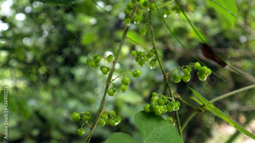 Close up of a few green bunches of rain soaked green Asparagus racemosus berries