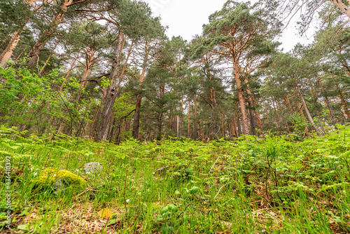 Bosque verde en Cercedilla