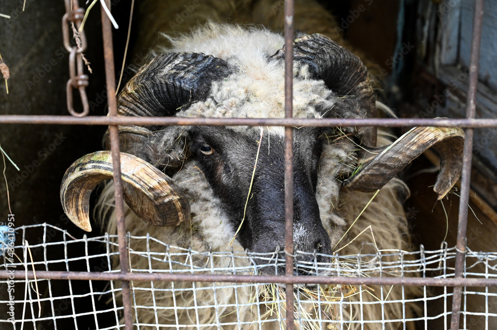 Ram behind farm fence. Huge ram with large curved horns in sheep barn ...