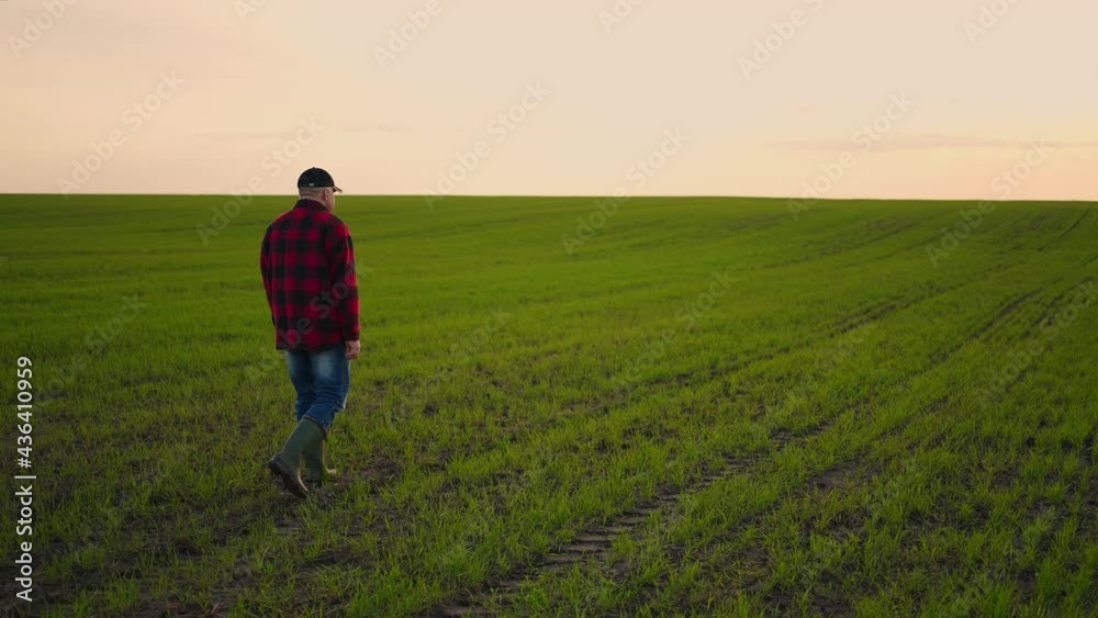 A farmer businessman walks through his field of cereal or soybean fields and inspects the property after a day's work. A farmer businessman walks through his field of cereal or soybean fields and inspects the property after a day's work.