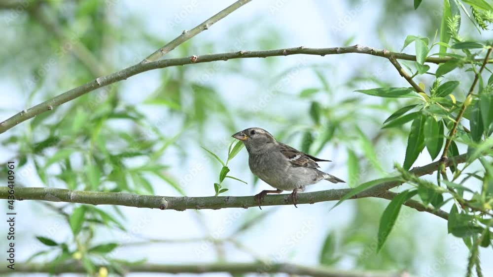 Female House Sparrow perching in a tree Female House Sparrow perching in a tree