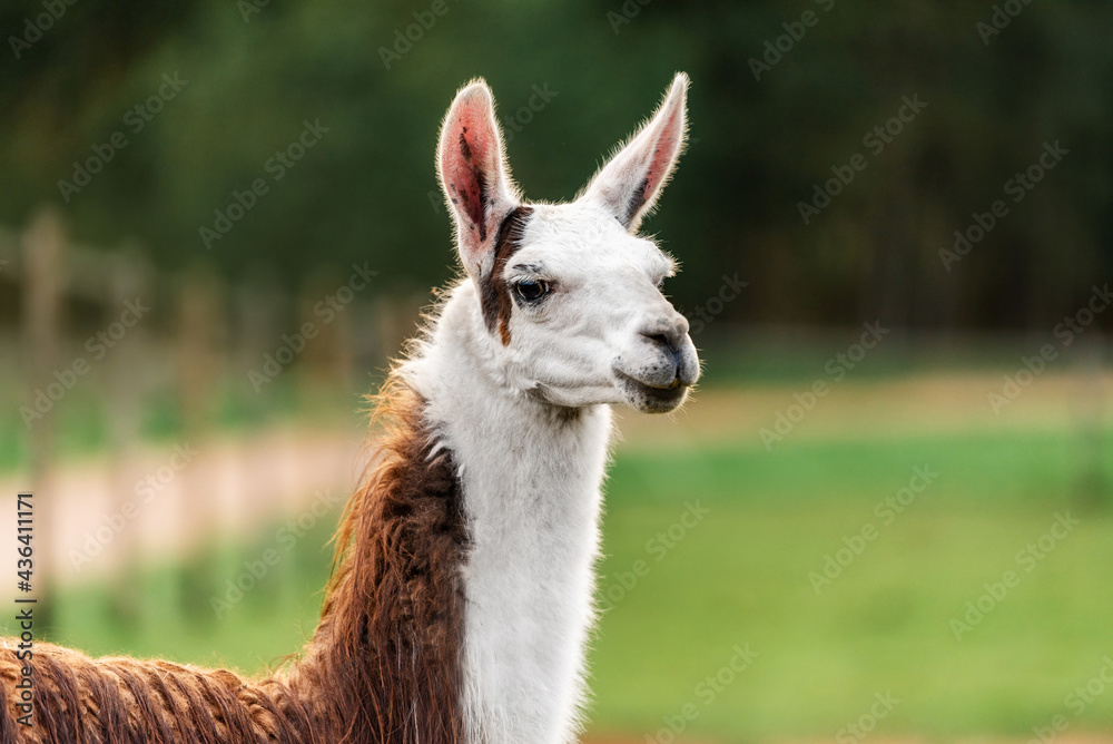Obraz premium Portrait of young llama in summer