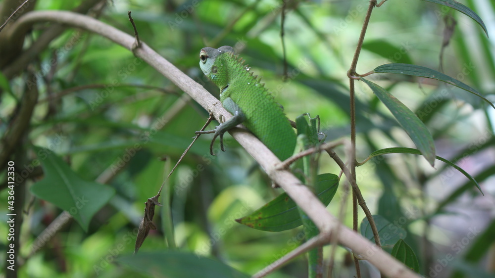 Close picture of a green colored camouflage lizard on a branch with ablurred green background Close picture of a green colored camouflage lizard on a branch with ablurred green background