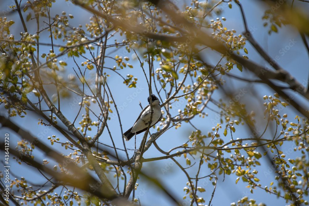 Eastern Kingbird Eastern Kingbird