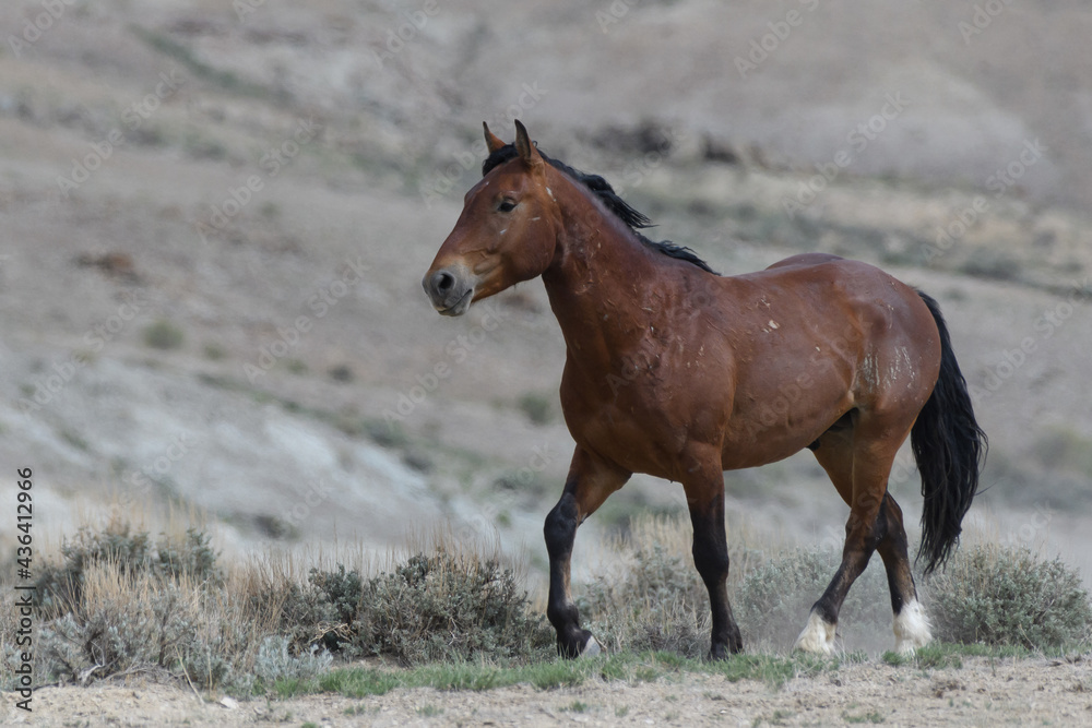 Fototapeta premium Wild Mustang Horses in Colorado