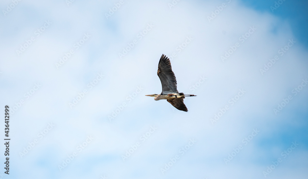 Obraz premium Great Blue Heron