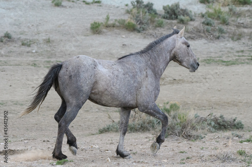 Wild Mustang Horses in Colorado