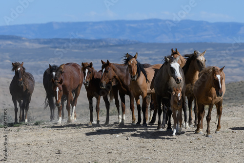 Fototapeta Naklejka Na Ścianę i Meble -  Wild Mustang Horses in Colorado
