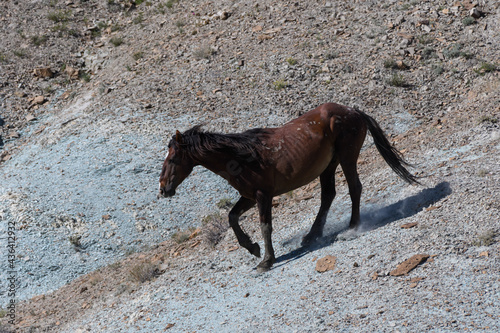 Wild Mustang Horses in Colorado © Gary