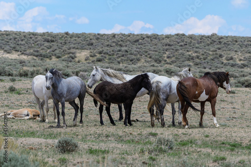 Wild Mustang Horses in Colorado