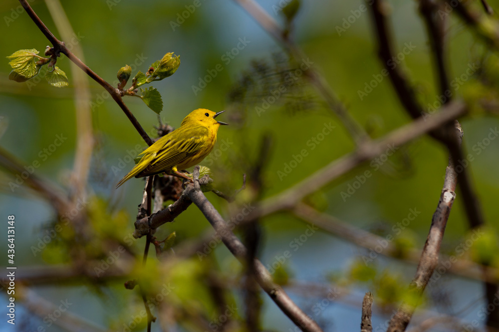 Fototapeta premium Yellow Warbler singing