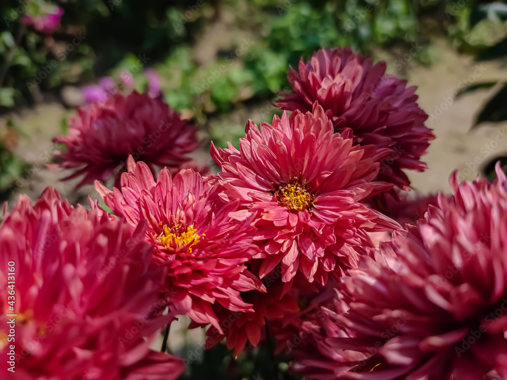 Chrysanthemums, sometimes called mums or chrysanths, are flowering plants of the genus Chrysanthemum in the family Asteraceae. They are native to East Asia and northeastern Europe. Chrysanthemums, sometimes called mums or chrysanths, are flowering plants of the genus Chrysanthemum in the family Asteraceae. They are native to East Asia and northeastern Europe.