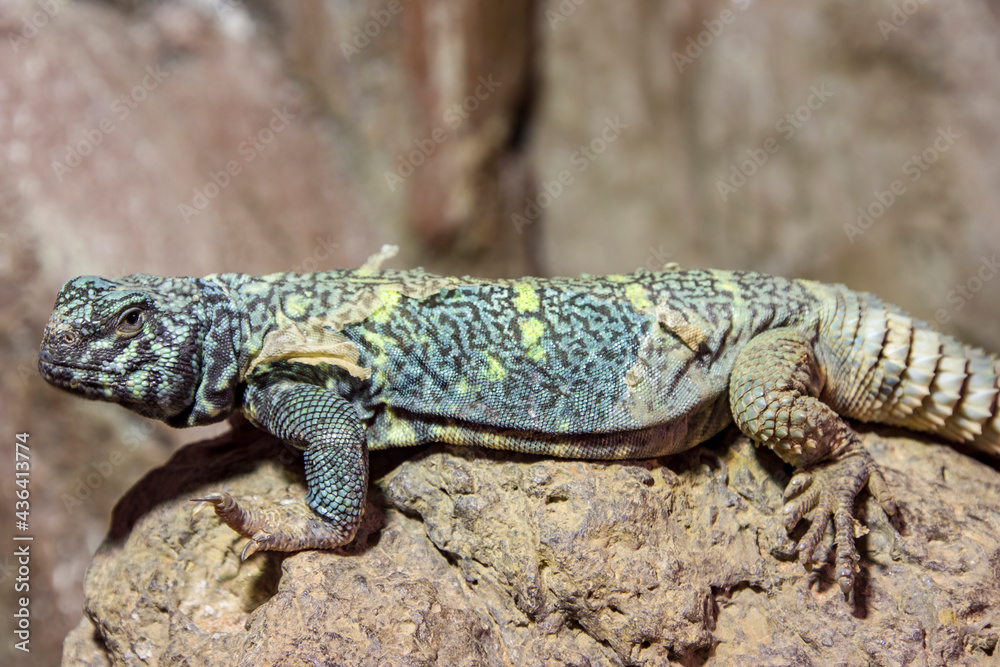 Fototapeta premium ornate mastigure (Uromastyx ornata) is a species of lizard in the family Agamidae. These medium-sized lizards are among the most colorful members of the genus.