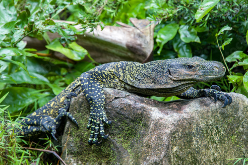 Salvadori's monitor (Varanus salvadorii) is one of the longest lizards in the world
It is an arboreal lizard with a dark green body marked with bands of yellowish spots.