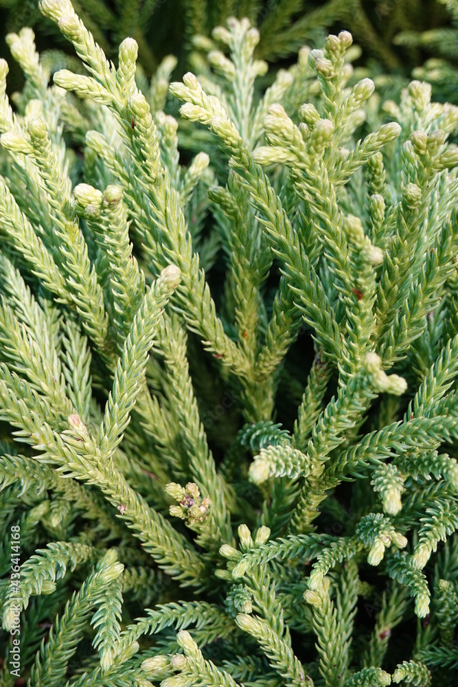 Φωτογραφία The Japanese cedar, called Sugi in Japanese, is a coniferous tree which can grow up to 50 m tall in nature