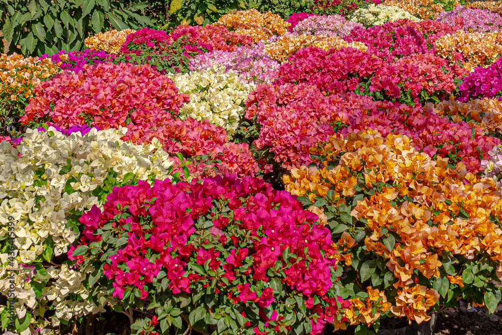 BUGANBILIAS flor, flor, rosa, huerta, naturaleza, primavera, fábrica, verano, morada, florecer, florecer, flora, color, petunia, floral, hojas, variopinto, floración, fábrica, ciclos, aparca BUGANBILIAS flor, flor, rosa, huerta, naturaleza, primavera, fábrica, verano, morada, florecer, florecer, flora, color, petunia, floral, hojas, variopinto, floración, fábrica, ciclos, aparca