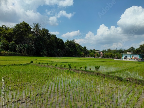 Fresh Air In Rice Field