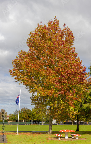 Marton Park Autumn Tree photo