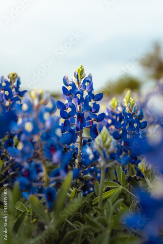 Blue Bonnet flowers blooming  (Lupinus texensis) in a field in Texas during spring