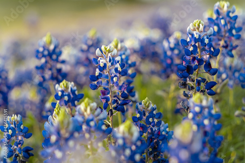 Blue Bonnet flowers blooming  (Lupinus texensis) in a field in Texas during spring photo