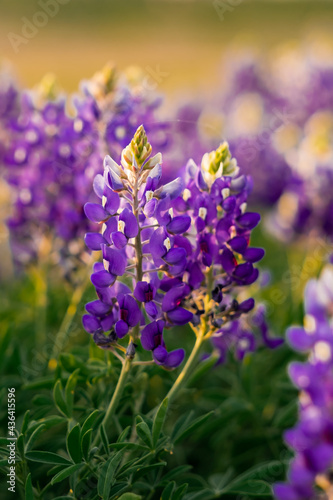 Blue Bonnet flowers blooming  (Lupinus texensis) in a field in Texas during spring