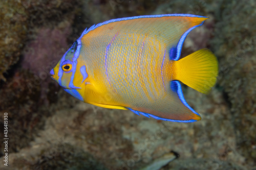 Juvenile Queen Angelfish in Transition Phase on Caribbean Coral Reef