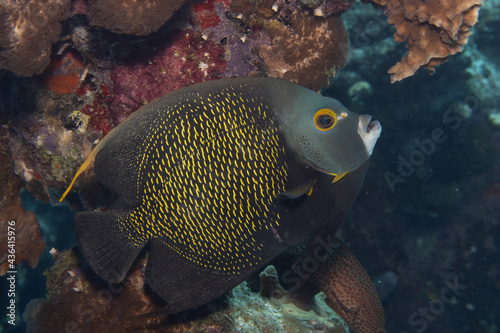 French Angelfish on Caribbean Coral Reef