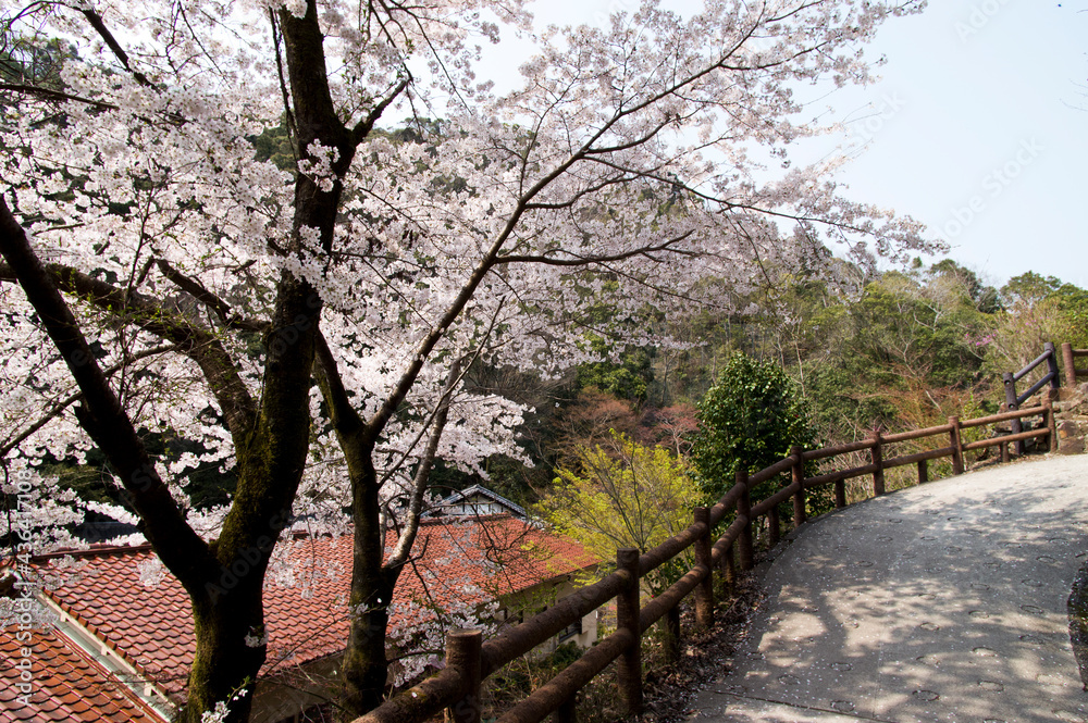 The cherry blossoms in the park are in full bloom. The cherry blossoms are in full bloom. The cherry blossoms in the park are in full bloom. The cherry blossoms are in full bloom.