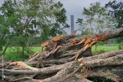 Super cyclone Amphan has uprooted tree which fell on ground. The devastation has made many trees fall. Highrise building of Kolkata in background. Kolkata, West Bengal, India.