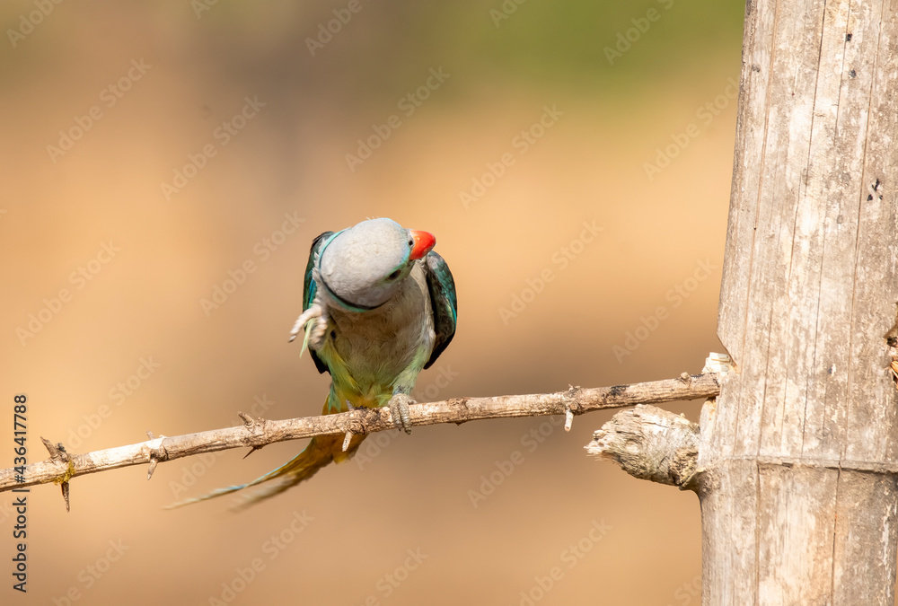 A male malabar parakeet feeding on rice grains in the paddy fields on