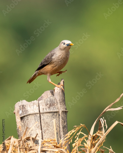 A chestnut-tailed starling perched on a small stump and feeding on paddy grains in the paddy fields on the outskirts of Shivamooga, Karnataka