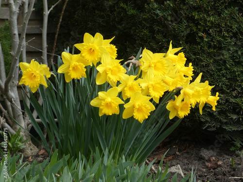 Many blooming yellow narcissuses on flower bed