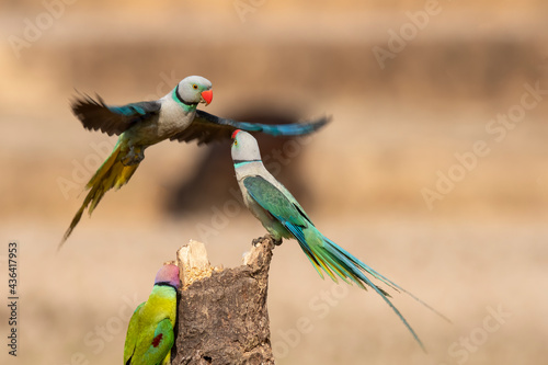 A pair of malabar parakeets fighting on a perch for a position to feed on rice paddy in the outskirts of Shivamooga, Karnataka