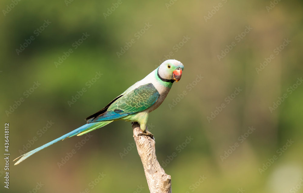 A male malabar parakeet feeding on rice grains in the paddy fields on